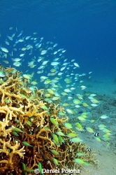 Shallows of Vava'u, Tonga by Daniel Poloha 